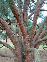 Image result for Hunteria densiflora