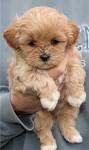 Shihpoo Puppies for Sale | PuppySpot