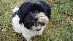 A maltese is always white and a shih tzu can come in many different colors including white, black, gold, brown (liver), red, silver, or brindle. Maltese Shih Tzu Poodle Mix Black And White Novocom Top