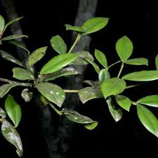 Image result for Garcinia volkensii