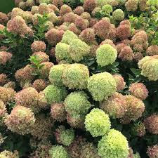 It's also known as a panicle hydrangea. Hydrangea Little Lime Panicle Hydrangea Sugar Creek Gardens