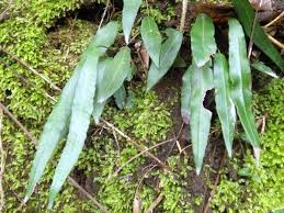 Image result for Deparia