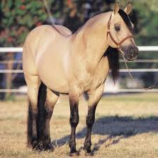 This is true of these include a darker 'dorsal' stripe that runs down their back and clearly extends into the tail and. Dun Horse Facts With Pictures Horsebreedspictures Com