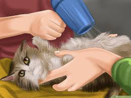 If cats are bathed too often, they may lose essential oils from their fur, and it may even be a traumatic experience for them. How To Bathe A Cat With Pictures Wikihow