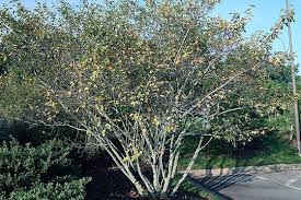 Image result for Amelanchier laevis