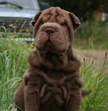 shapi breed of watch and hunting and in ancient times and fighting dogs come from china one of the oldest bree shar pei dog shar pei puppies chinese shar pei