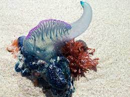 Download or print for free. Portuguese Man O War Facts Pictures Video Information