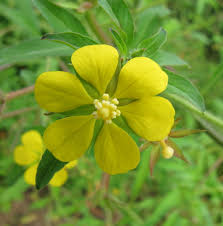 Image result for Ludwigia leptocarpa