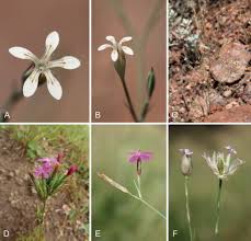 Image result for Dianthus chimanimaniensis