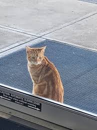 Is anyone missing their cat?? He is at Days Inn. He just sits outside the  door meowing and is so sweet 💔