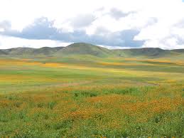 We did not find results for: Go See The Wildflowers In Season For Fresh Air And Recreation While Maintaining Physical Distancing Paso Robles Daily News