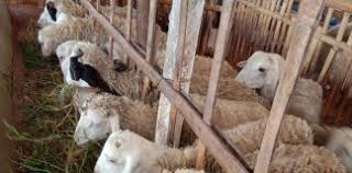Usaha laundry kiloan ini juga menjanjikan bila dibuka di kawasan kampus. Domba Arsip Kambing Kiloan