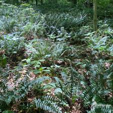 Image result for Polystichum