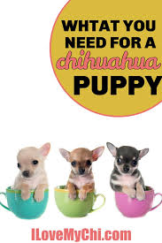 Chihuahuas remained a rarity until the early 20th century and the american kennel club. Everything You Need To Get For Your New Chihuahua Puppy Chihuahua Puppies Chihuahua Puppy Care Chihuahua