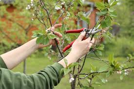 Image result for pruning plum trees