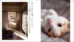 インフルエンサー太田晴也の愛猫が写真集デビュー『和室暮らしのちくわ』が刊行、SNSでは未公開の秘蔵写真も収録 | Cat Press