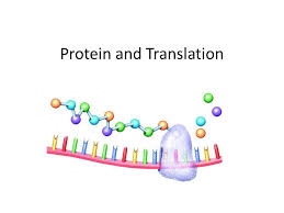 During embryogenesis, hox mrna translation is tightly regulated by a sophisticated molecular mechanism that combines two rna regulons located in their 5′utr. Protein And Translation Central Dogma Of Biology Transcription The Decoding Of Dna Into Mrna Translation The Ppt Download