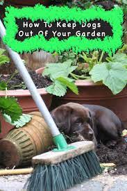 We did not find results for: How To Keep Dogs Out Of Garden Areas Dog Repellents Vs Training