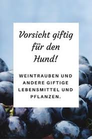 Vorsicht Giftig Weintrauben Und Weitere Giftige Lebensmittel Und Pflanzen Fur Hunde Midoggy Community Giftig Fur Hunde Hunde Hundenahrung