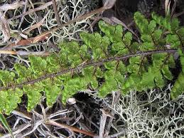 Image result for Cheilanthes hirta