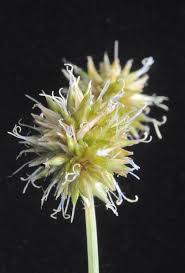 Image result for Rhynchospora holoschoenoides