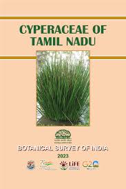 Image result for Pycreus sulcinux