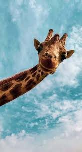 Wallpaper Iphone Cute Giraffe Wallpapers 65 New Ideas Cute Animals Animals Animal Wallpaper