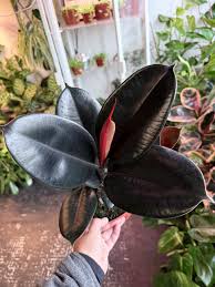 Image result for ficus elastica flower