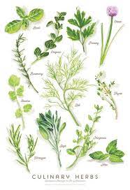 Culinary Herbs Watercolor Illustration Print By Cheryloz On Etsy Herbs Illustration Watercolor Herbs Herb Art