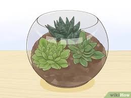 The show is open to anyone who grows succulent plants. How To Display Succulents 7 Steps With Pictures Wikihow