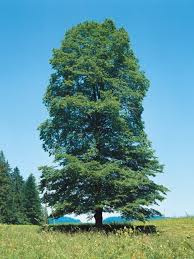 Die ulme ist ein schöner, hoch wachsender laubbaum. Ulmus Glabra Berg Ulme Weiss Ulme Van Den Berk Baumschulen
