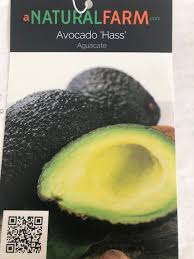 Here's how we're looking right about now. Avocado Tree Grafted Free Shipping 8 Varieties Cold Tolerant When Mature Little Cado Wurtz Brogdon Fantastic 2 Tall Including 2 Or 3g Pot Not Certified Organic No California A Natural Farm