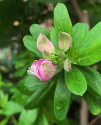 Image result for Polygala myriantha