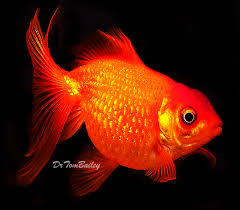 What kind of goldfish is called a butterfly? Pearlscale Goldfish For Sale Aquariumfish Net