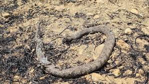 Avustralya yangının'da hayvanların i̇çinizi acıtacak halleri. Dikmen Taskent Arasindaki Arazide Cikan Yanginda Sayisiz Hayvan Telef