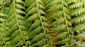 Image result for Rumohra