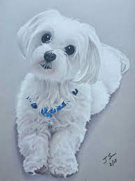 Scooter Drawing Portrait Maltese Dog Pet Prismacolor Colored Pencils Art Tribute Colorful Dog Art Dog Portraits Painting Dog Drawing