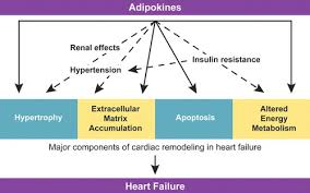 Over the past two decades, the molecular determinants of structural and electrical remodeling of the failing heart have not only been identified, but targeted in the design of efficacious therapy used in patients with heart failure to ameliorate symptoms, reverse ventricular remodeling and reduce mortality.1 Cardiac Remodeling In Obesity Physiological Reviews