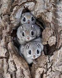 Siberian Flying Squirrels Have A Membrane Connecting Their Wrists And Ankles That Enable Them To Glide From Tree To Tree During The Day They Hide In Tree Holes Japanese Dwarf Flying