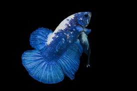 Read this article to understand what we mean. Do Betta Fish Change Color A Common Question Answered