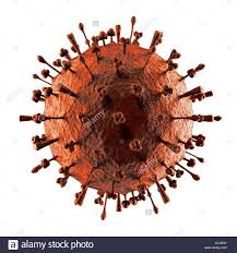 Avian influenza, known informally as avian flu or bird flu, is a variety of influenza caused by viruses adapted to birds. Influenza Il Virus H1n1 H5n1 Virus Influenzale A Particella O Virione Influenza Suina Influenza Aviaria Canine Influenza Influenza Equina Struttura Particellare Foto Stock Alamy