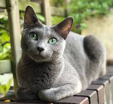Kedi Tur Ve Irklari Kedi Irklarinin Karakteristik Ozellikleri