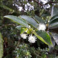 Image result for Aphloia theiformis