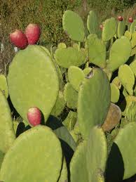 This recipe can be adjusted for any type of juice or juice. From Argentina With Love Prickly Pear Cactus Fruit Chumbo