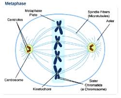 You can save and print this diagram of the plant cell. Make A Neat And Labelled Diagram Of Metaphase Stage Of Mitotic Cell Division