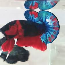 Pedagang cupang di kota tasikmalaya senang. Ikan Hias Cupang Jenis Hellboy Bold Jantan Perlengkapan Hewan Aksesoris Hewan Di Carousell