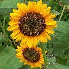 Sunflower Dwarf Sunspot Flower Seeds Sunflower Seedlings Dwarf Sunflowers