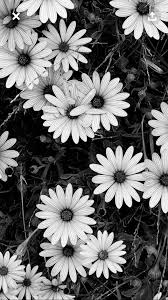 Black And White Daisy Wallpaper Pin By Bridgette Koronovich On Wallpalper Nature Photography Flowers Tumblr Wallpaper Nature Photography
