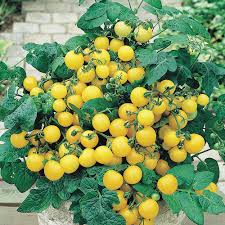 They are very sweet and flavorful. Tomato Tumbling Tom Yellow J Parker Dutch Bulbs