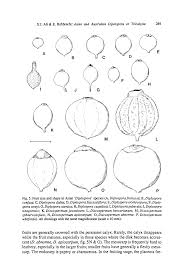 Image result for Tricalysia sp. E